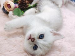 -十年猫舍·猫咪专门店(普陀店)