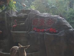 -野象谷景区