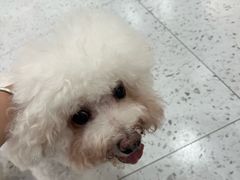 -喵园·猫主题咖啡厅·撸猫·猫咖(国贸店)