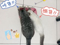-中农大我爱我爱动物医院·核磁CT·猫病·24小时夜诊中心(石佛营店)