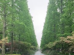 -东平国家森林公园