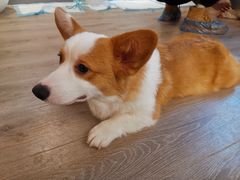 -浣熊柯尔鸭土拨鼠·电玩咖