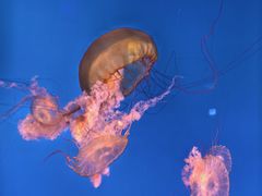 -太平洋海底世界