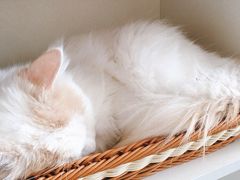 -平行世界·猫咖(首经贸店)