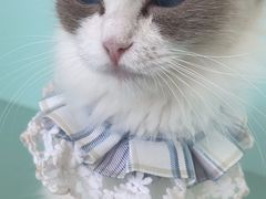 -怪兽屋·羊驼·猫咖·狗咖(俊华广场店)