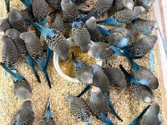 -帕帕拉兹宠物(亚洲旗舰店)