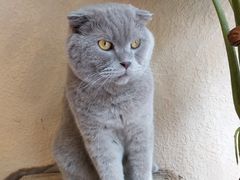-猫友咖啡店(玉林西路店)