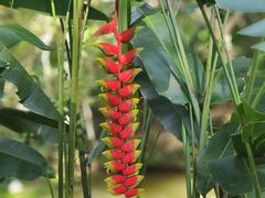 -中国科学院西双版纳热带植物园