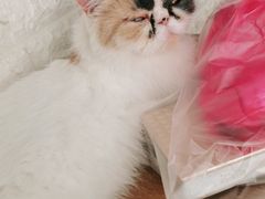 -平行世界·猫咖(首经贸店)