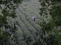 -龙坞茶村