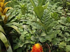 -大眼强五杯鹅·桑拿鸡煲