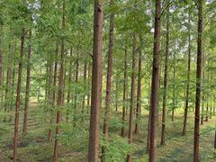 -黄海国家森林公园