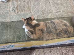 -猫咪博物馆(顶澳仔猫街店)