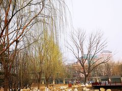 -莲花池公园