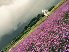 -才村湿地公园
