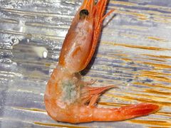 -大江户日本料理(吕厝店)