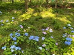 -黄海国家森林公园