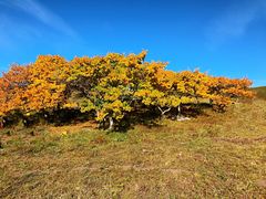 -乌兰布统景区-白桦林