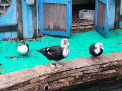 -南宫五洲植物乐园