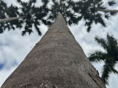 -西双版纳原始森林公园
