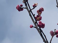 -苏州上方山国家森林公园