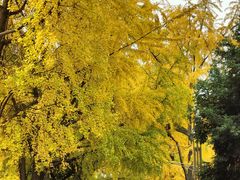 -四川大学(华西校区)