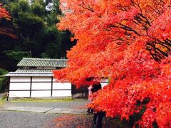 -西芳寺(苔寺)