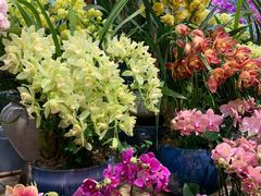 -双季花艺园艺市场(浦东店)