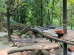 -都江堰中华大熊猫苑