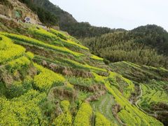 -灵山景区梯田