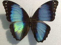 -上海昆虫博物馆