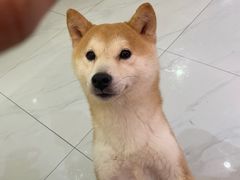 -柴源莊·柴小宠柴犬咖啡