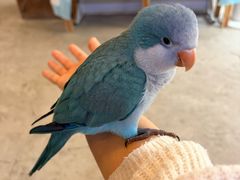 -吉丁鸟咖·异宠·寄养
