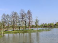 -九科绿洲