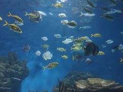 -海合安武汉极地海洋公园