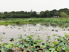 -荷塘月色湿地公园·向阳花洲