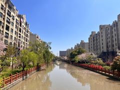 -高东镇樱花园