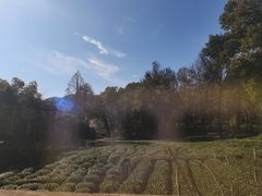 -野蔓果·山野菜(西湖景区·龙井茶田店)