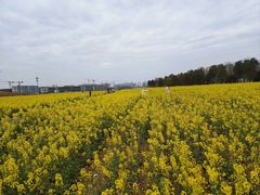 -白鹭湾湿地公园