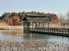 -溱湖国家湿地公园