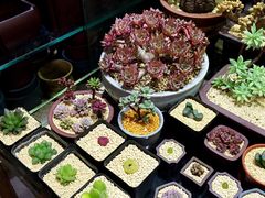 -万商花鸟市场