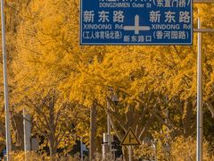 -三里屯东五街银杏大道