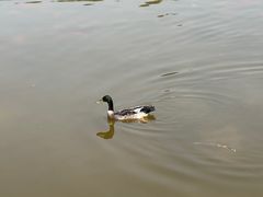 -大望京公园