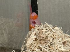 -酷以爬仙阁实体爬宠店·守宫·蜥蜴·专业繁育