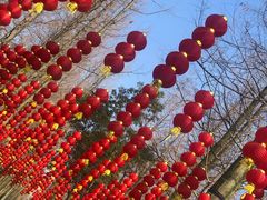 -东平国家森林公园