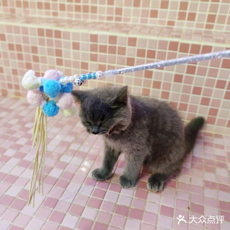 三里屯超火的萌宠店,来和巴拿马水豚亲密接触吧🎀