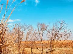 -上海吴淞炮台湾国家湿地公园