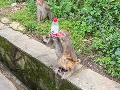 -黔灵山公园