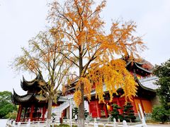 -上海东林寺(金山区)