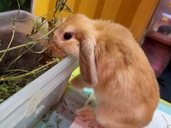 -宠物兔专门店(天丰利市场店)